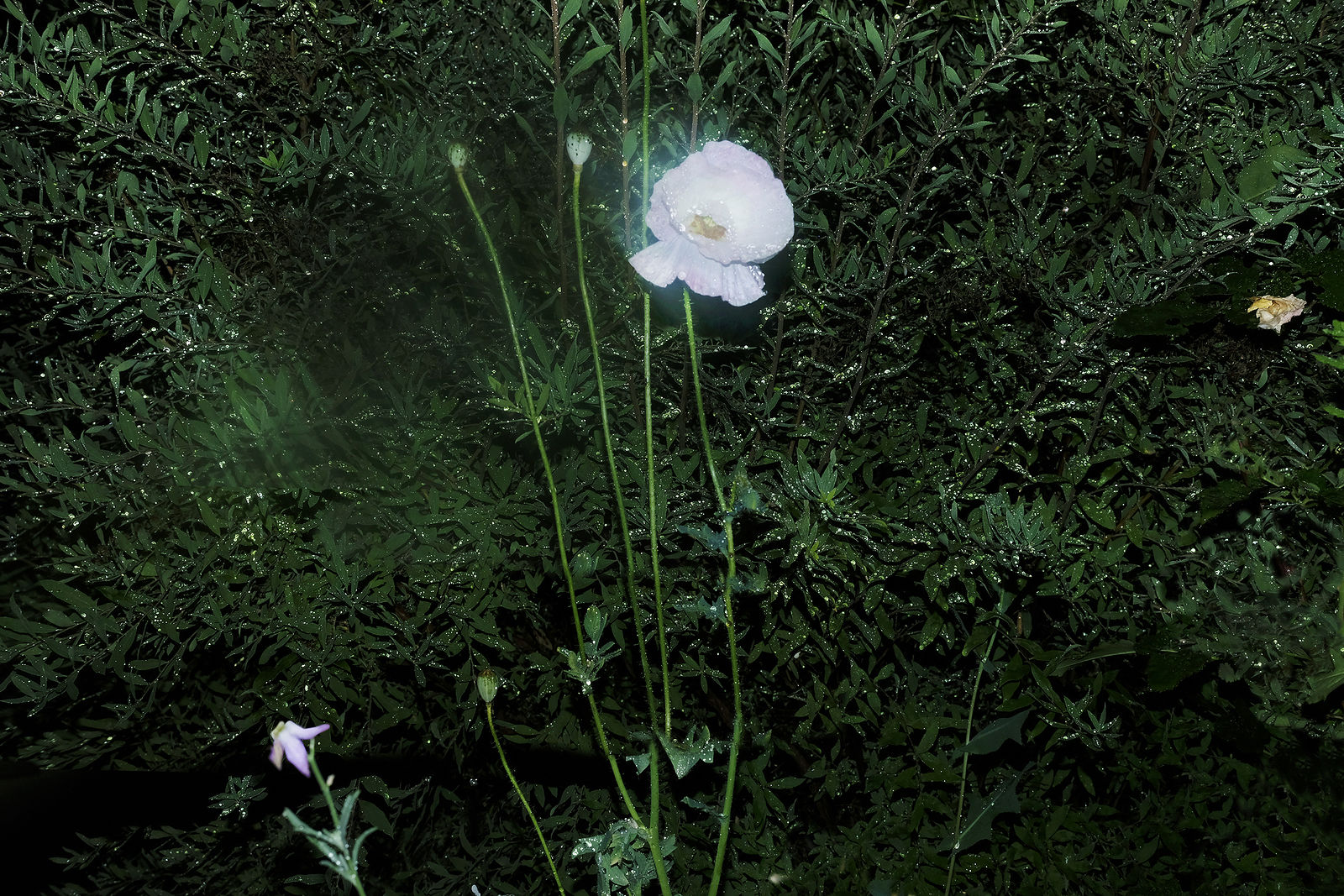 50x75 см
1/10
Пигментная цифровая печать на бумаге Hahnemühle Photo Rag Ultra Smooth, 305 gsm
2018